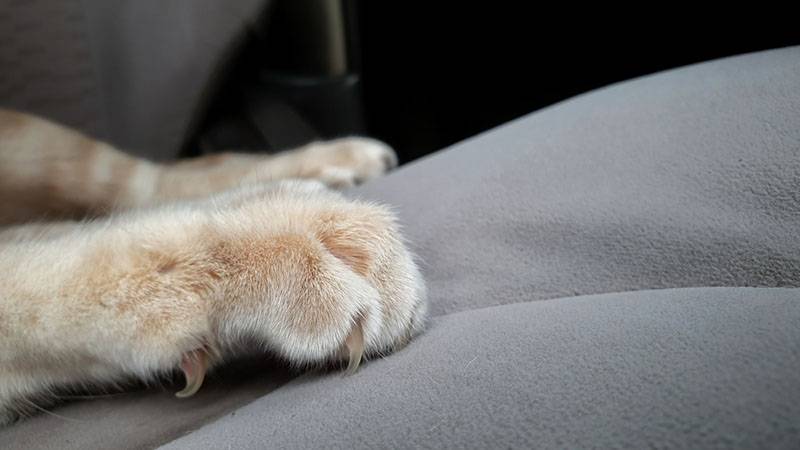 Почему кошки лапами мнут человека?