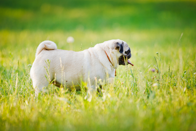 Важно знать, сколько этапов длится беременность у мопса