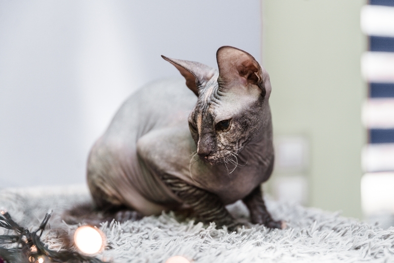 Донские сфинксы – умные и преданные кошки с большими ушами