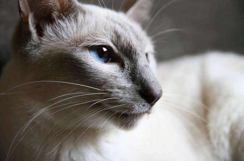 Яванский голубоглазый кот