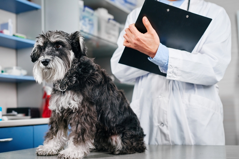 Перитонит у собак требует лечения