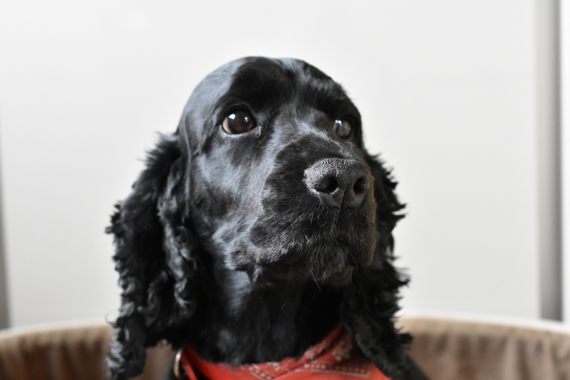 Голова черного спаниеля