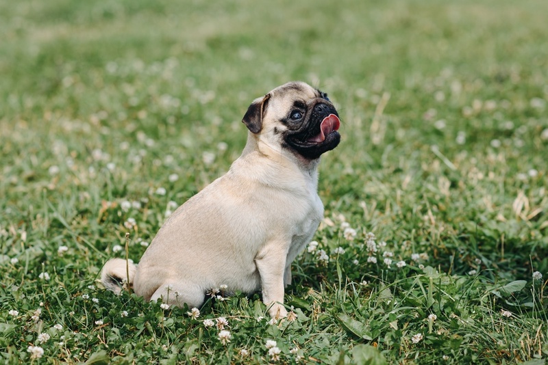 Питание влияет на то, сколько весит мопс