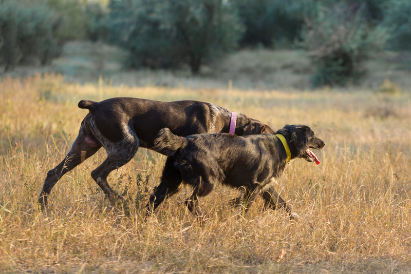 На продолжительность жизни дратхаара можно повлиять