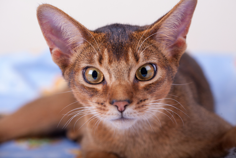 Болезни влияют на то, сколько живет абиссинская кошка