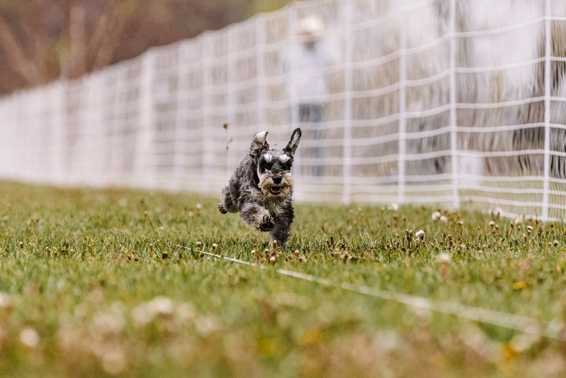 Все породы шнауцеров похожи