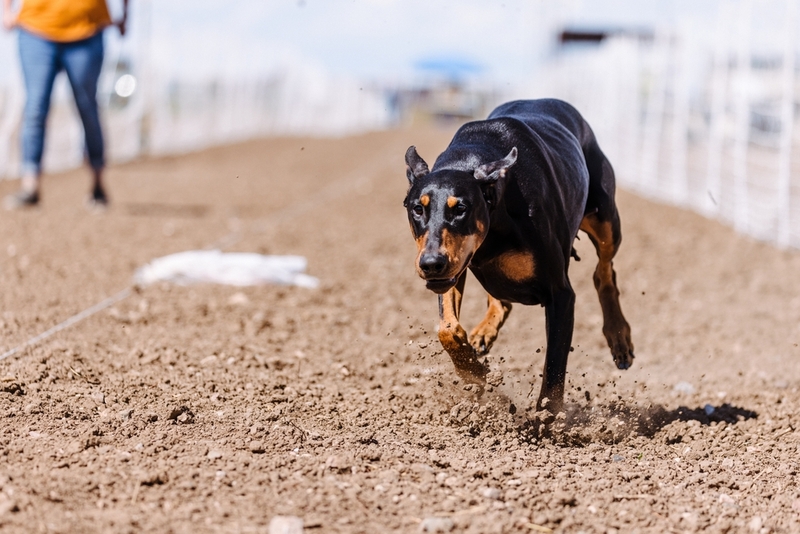 Как владельцу выбрать имя для добермана-мальчика?