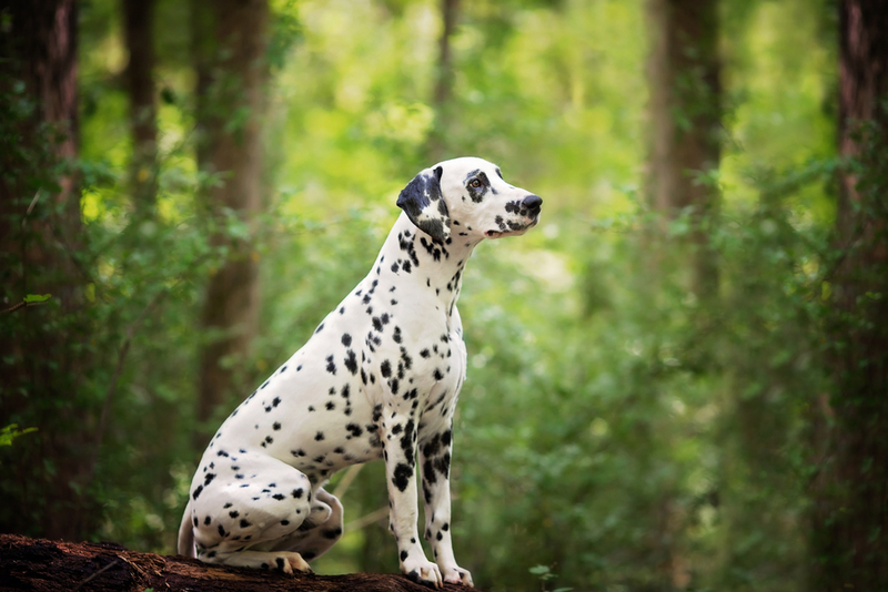 Важно знать, сколько живут далматины в среднем