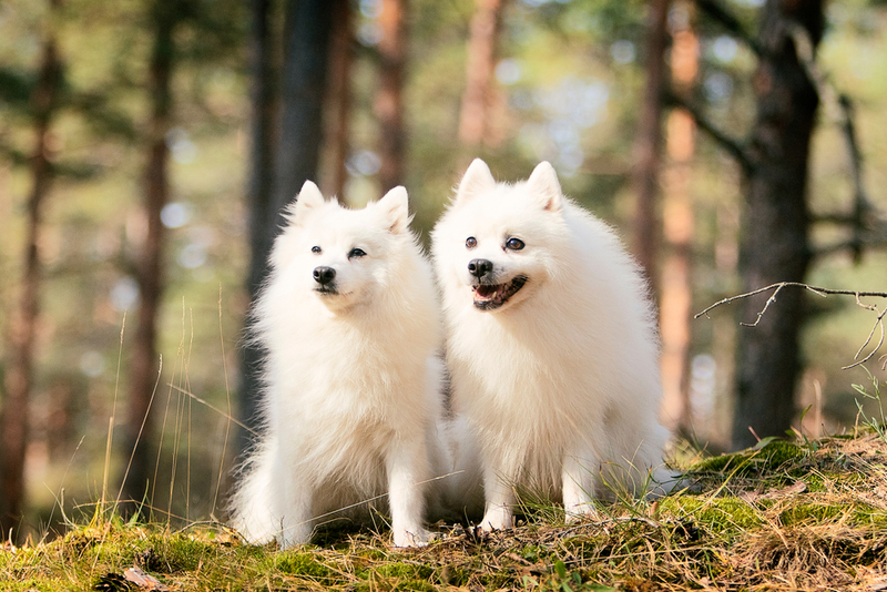 Болезни могут влиять на то, сколько весит японский шпиц