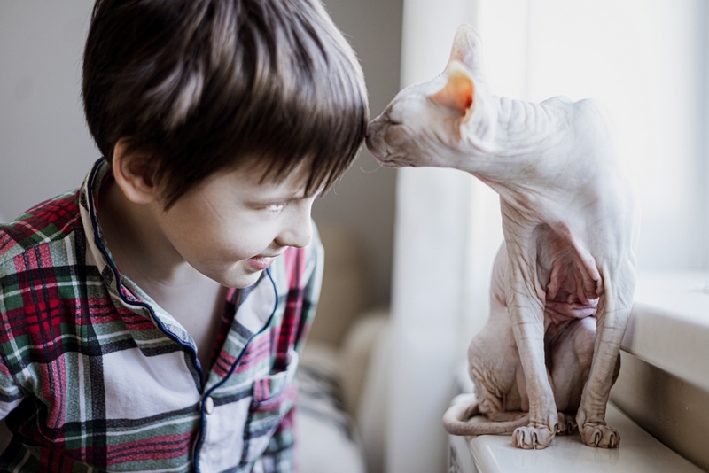 Владельцу важно знать, сколько длится беременность у сфинкса