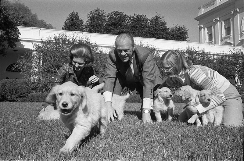 Золотистые ретриверы президента Форда