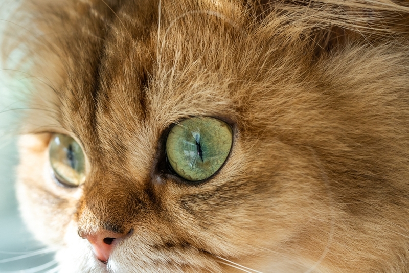 Сколько форм кератита глаз у кошек?