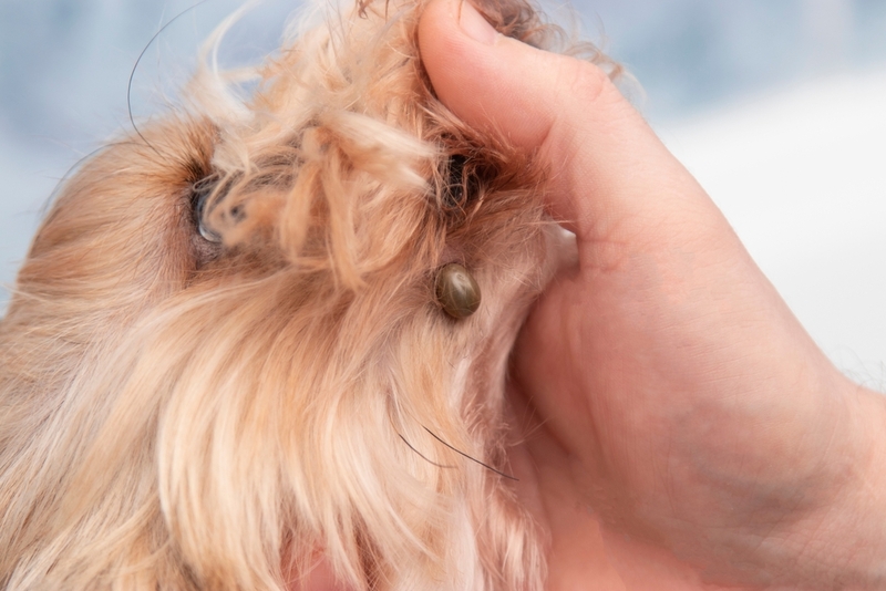 Как снимать клеща?