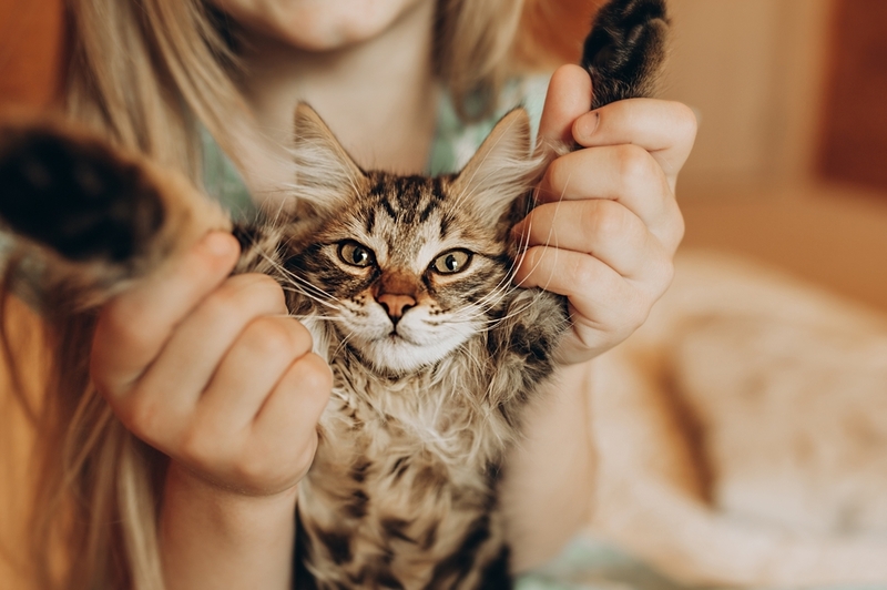 Бывает ли у людей аллергия на курильского бобтейла?