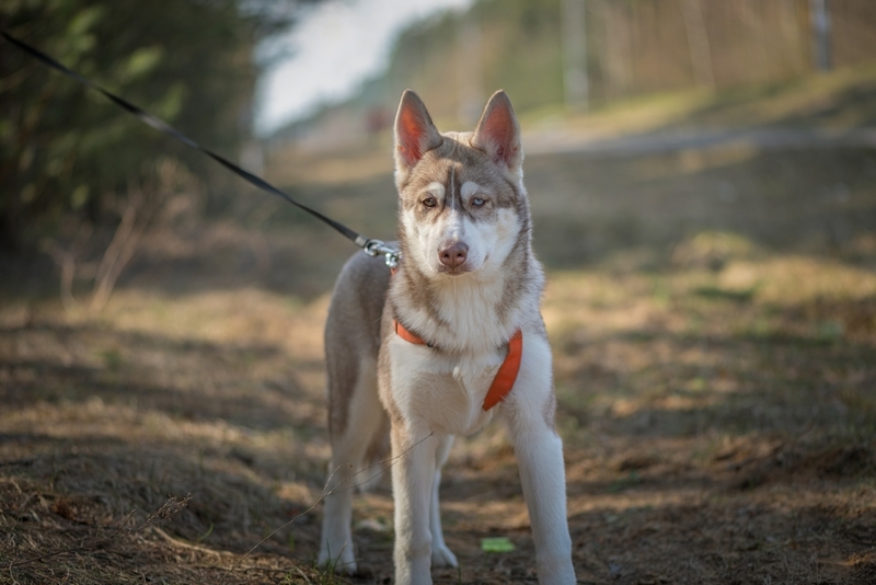 Щенки хаски требуют ежедневного выгула