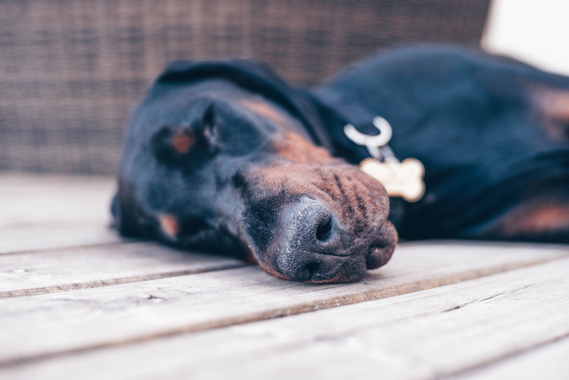 Питание добермана с сахарным диабетом должно пересматриваться