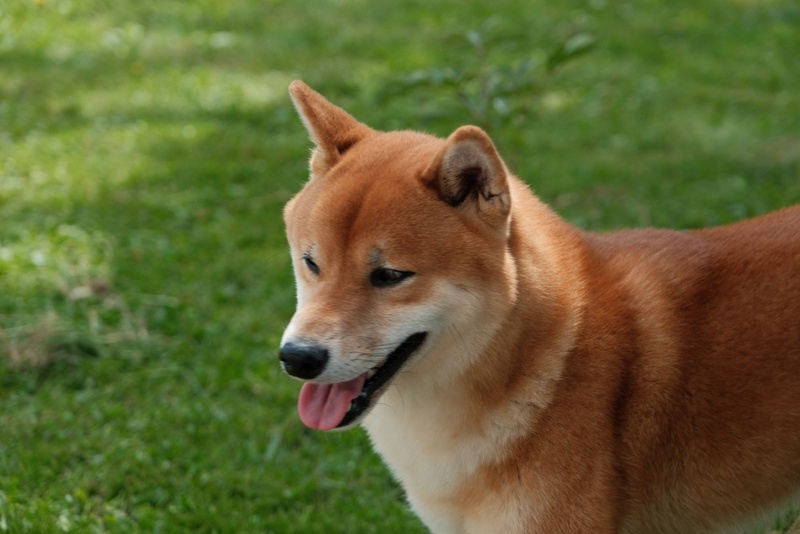 Нужно знать, сколько весит сиба-ину по мере взросления