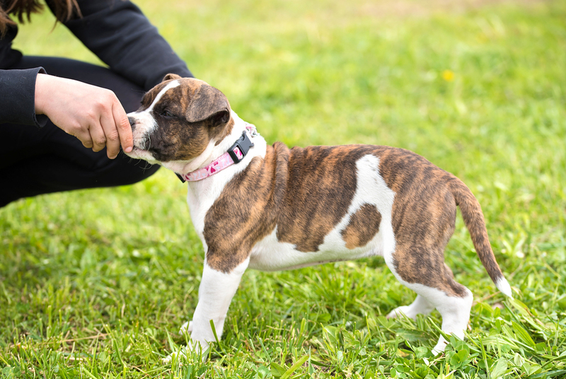 Одна из ошибок при обучении собаки команде «Стой» — недостаточная мотивация