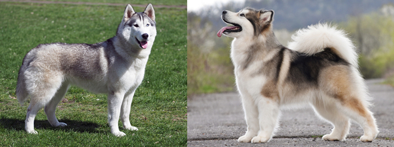Отличается ли шерсть маламута и хаски?