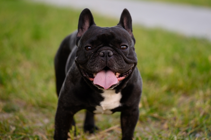 Отличаются ли французские бульдоги от мопсов по характеру?