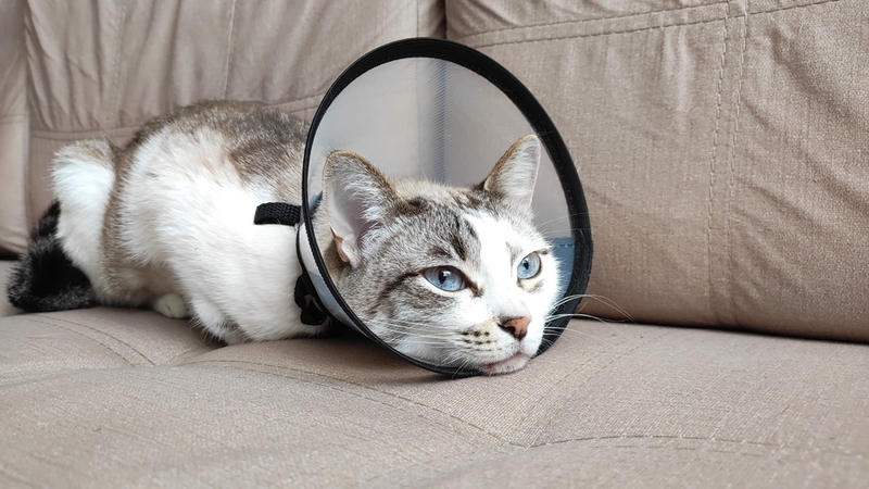 Если у кошки болезнь Кушинга, ей может быть назначена операция