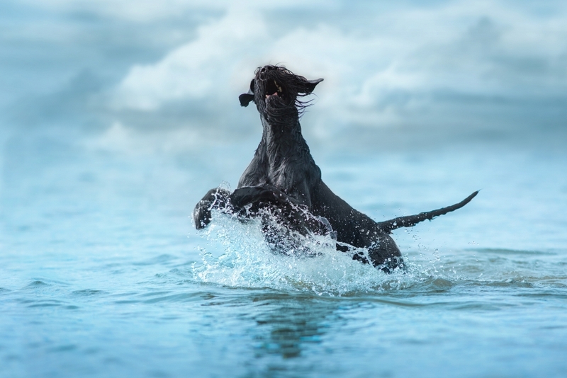 Продолжительность жизни ризеншнауцера зависит от многих факторов