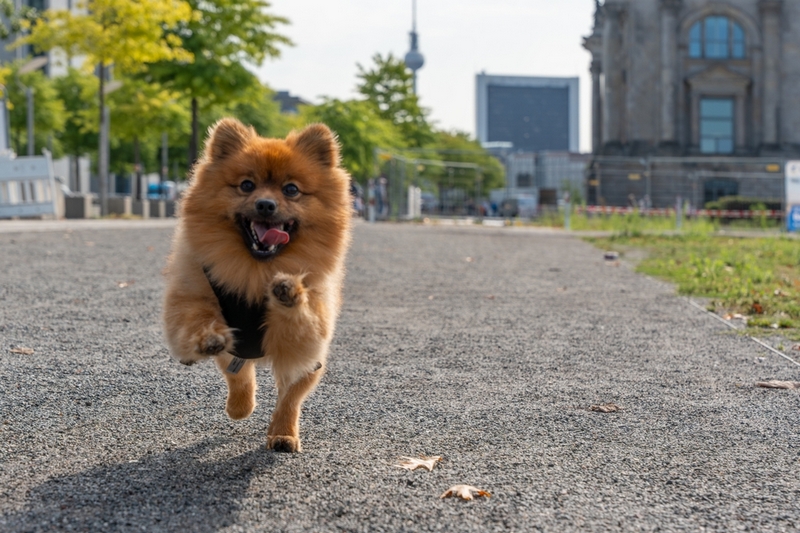 Во время течки у шпица могут возникнуть осложнения