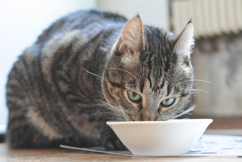 Питание кормящей кошки должно быть сбалансированным