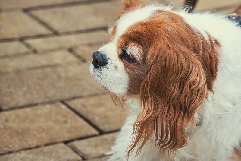Важно следить, сколько весит кавалер-кинг-чарльз-спаниель