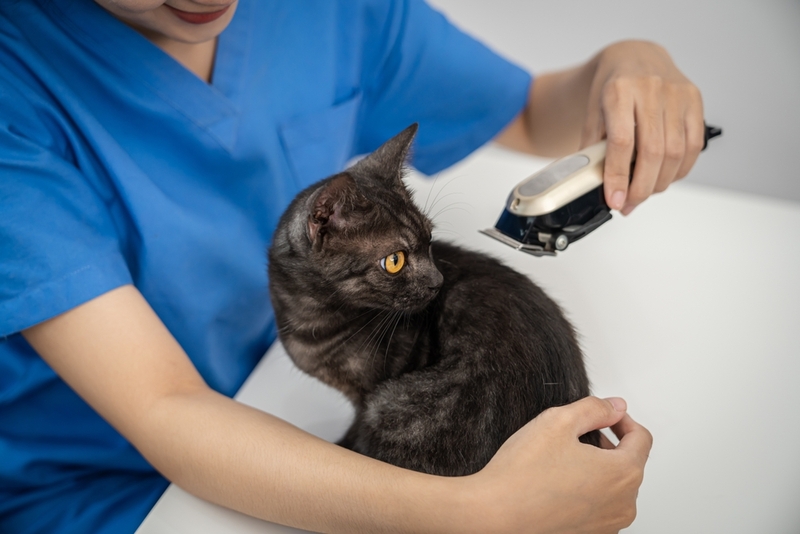 В каком случае кошек стригут?