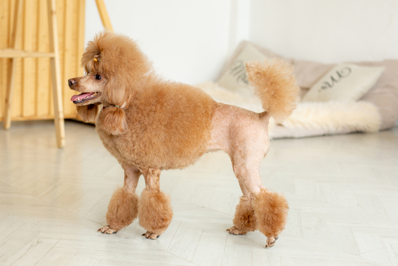 Стресс может влиять на то, сколько длится беременность у пуделя