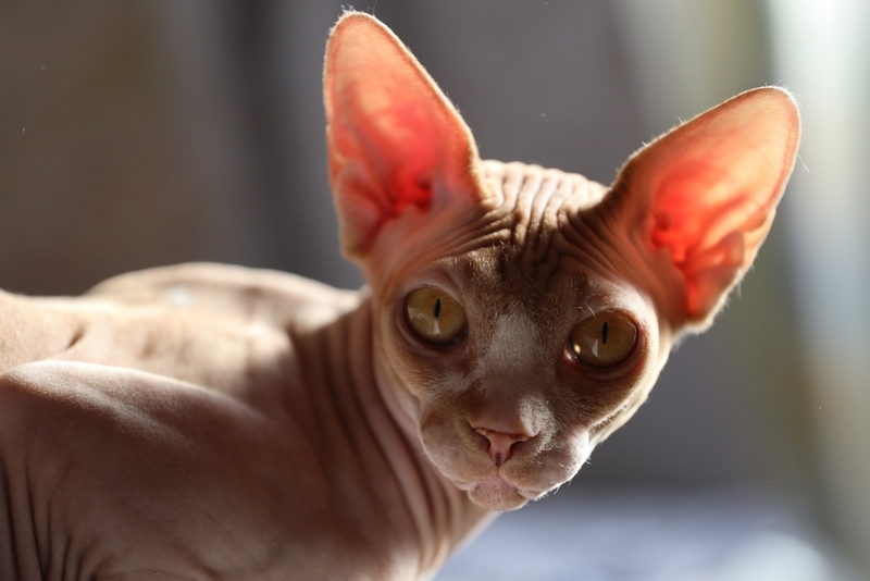 Вес канадского сфинкса растет до определенного возраста