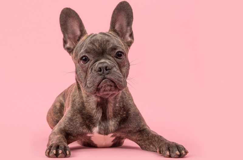 То, сколько весит французский бульдог, зависит от многих факторов