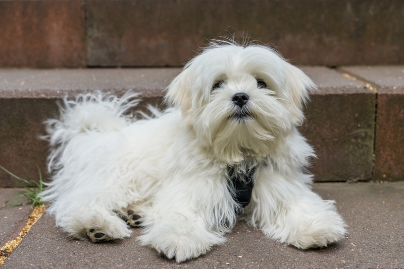 Бывает ли у людей аллергия на бишона фризе?