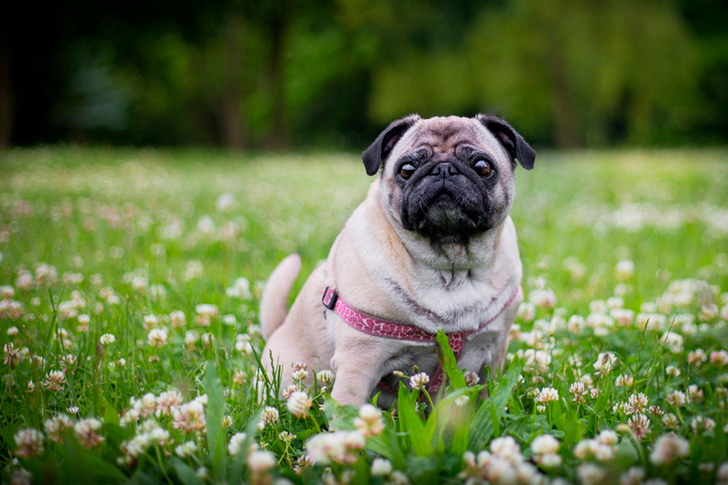 Владельцу важно знать, сколько длится течка у мопса