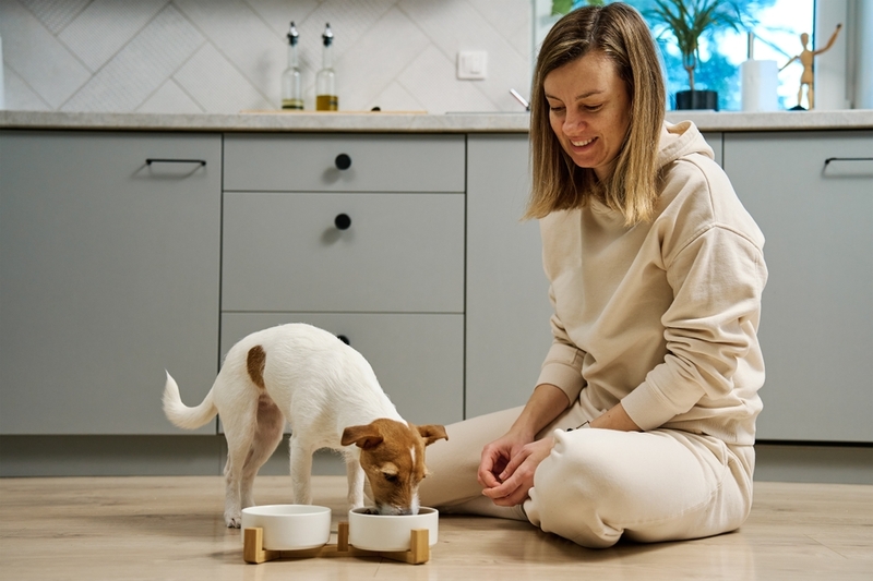 Для лечения сальмонеллеза собаке назначат диету