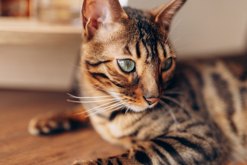 Бенгальские кошки имеют характерные болезни