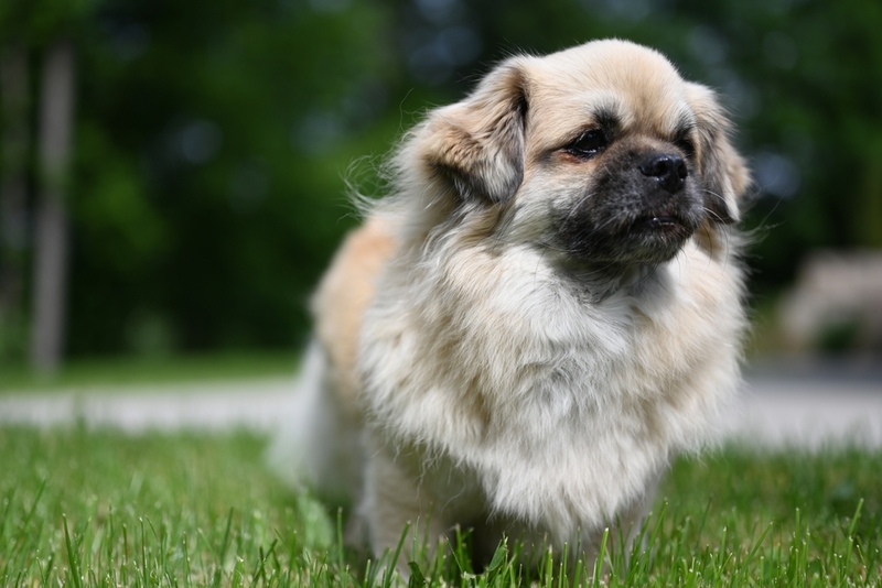 Порода тибетский спаниель