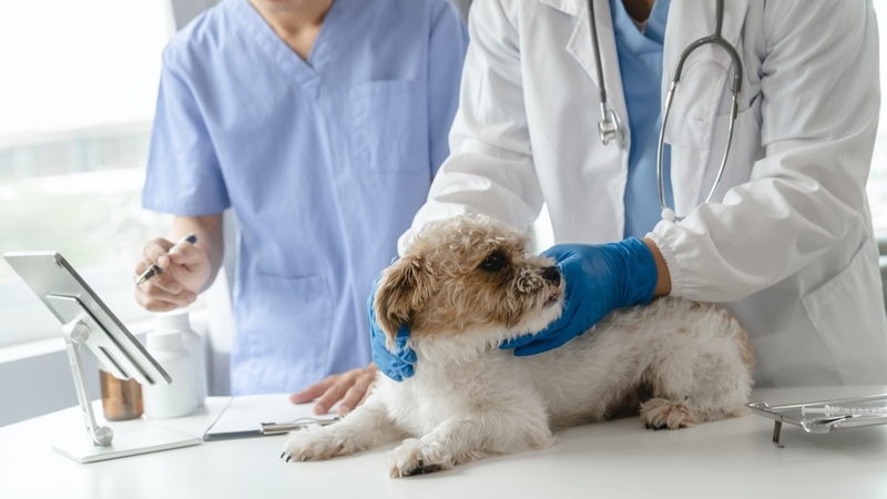 Если у собаки насморк, и она хрюкает, необходима ПЦР-диагностика