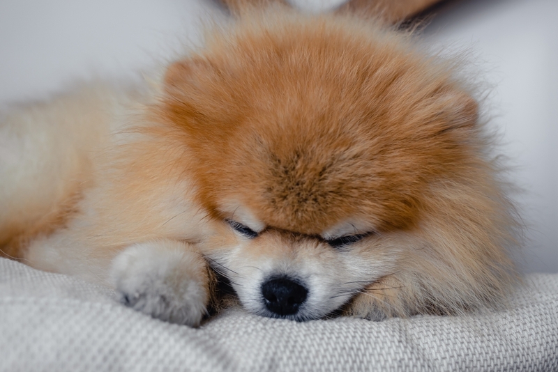 Видов лимфосарком у собак несколько