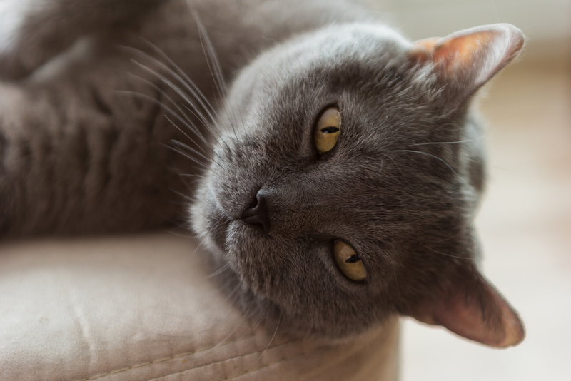 Признаки энцефалита у кошки могут появиться после травмы