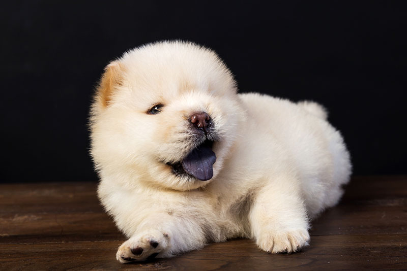 щенки некоторых пород собак могут трястись из-за гипомиелинизации