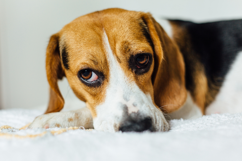 Гипотиреоз у собак может быть вторичным