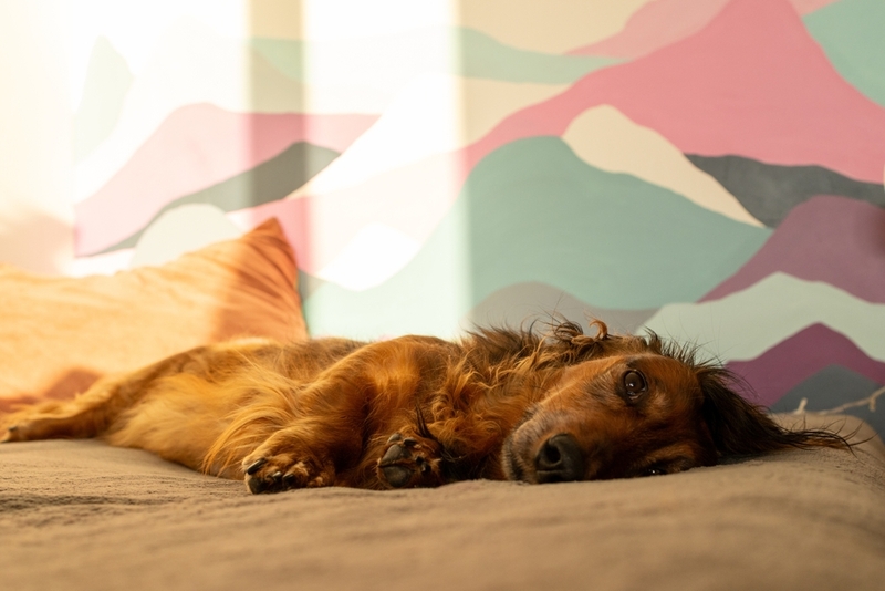 Видов отравлений у собак несколько