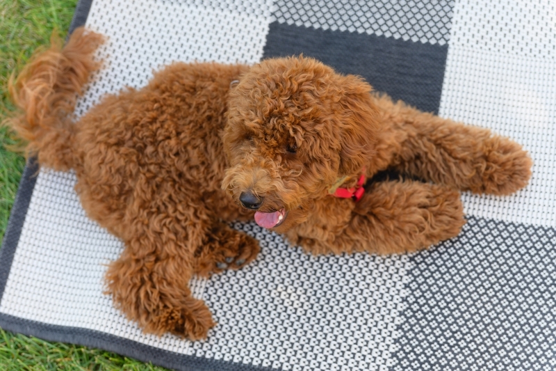 Коричневый окрас пуделя связан с генами