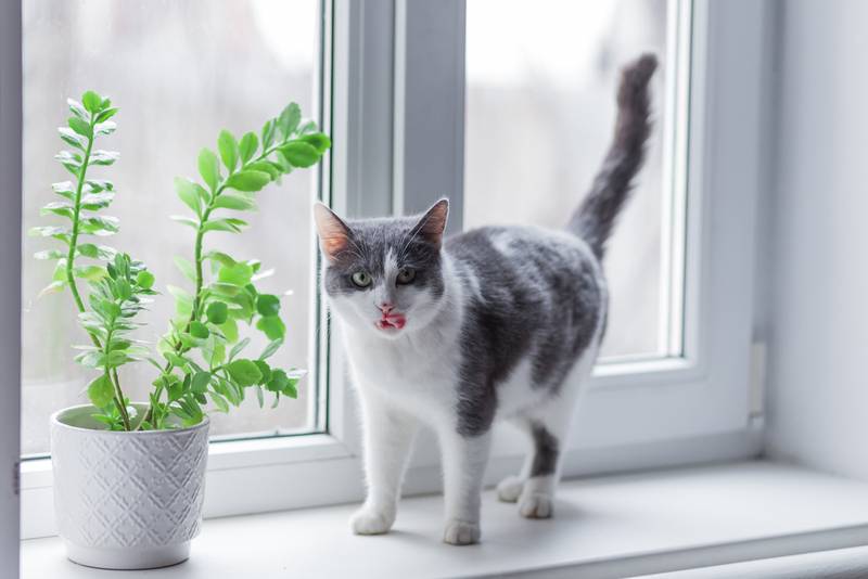 Безопасные комнатные растения для кошек – ТОП-30 не ядовитых вариантов для  дома