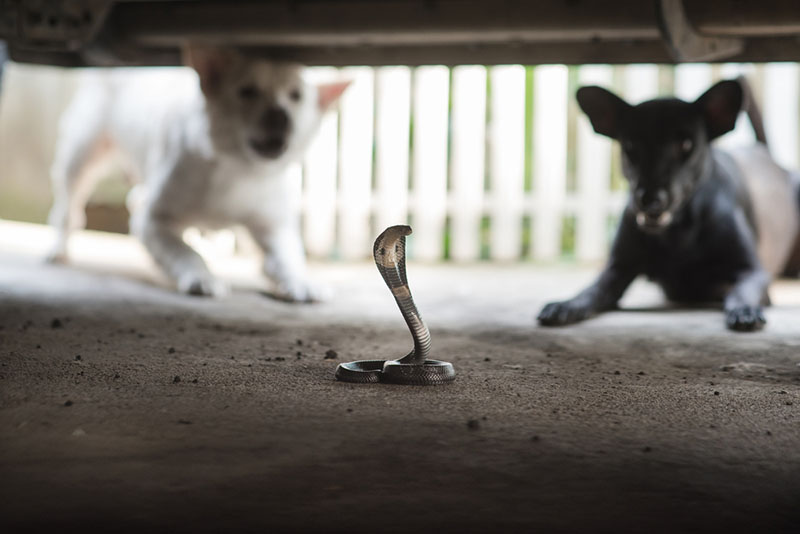 собаки лают на змею, которая может легко укусить их