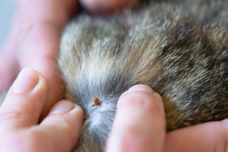 Что делать хозяину, если собаку укусил клещ?