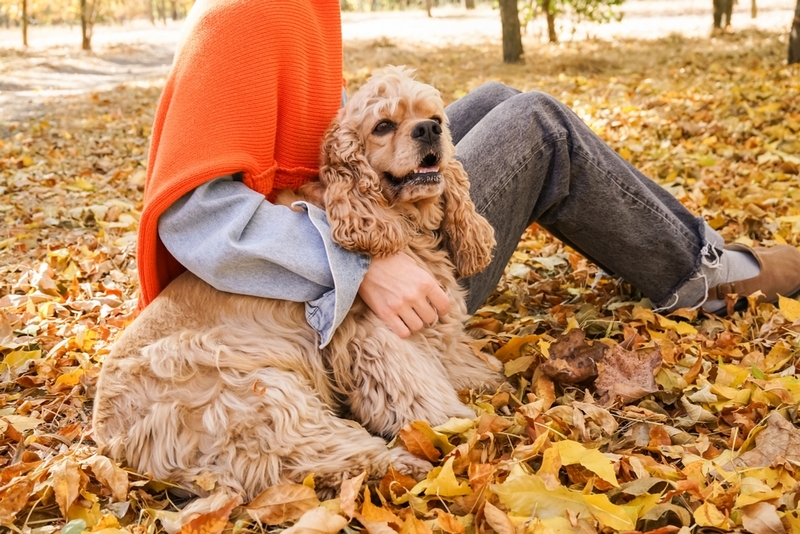 Спаниелю во время течки нужен уход
