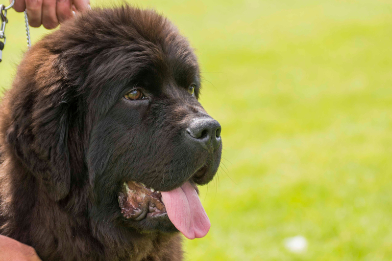Болезни влияют на то, сколько проживет ньюфаундленд в домашних условиях